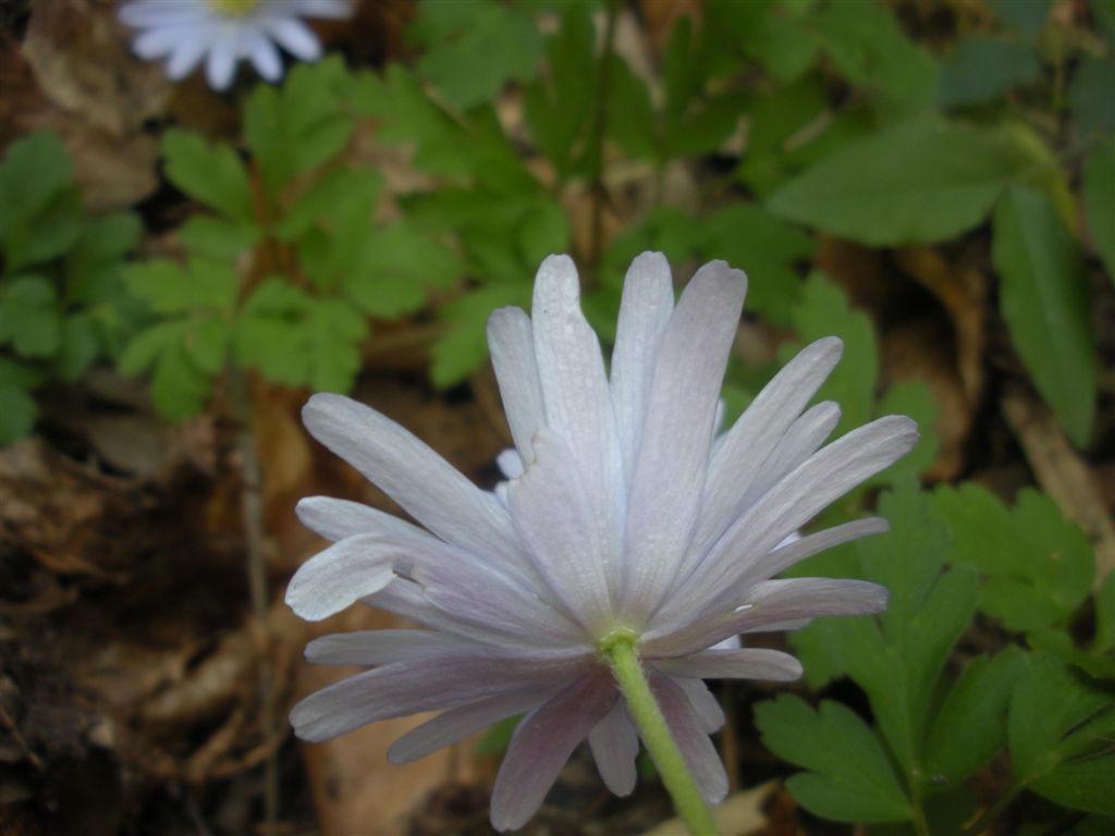 Anemone apennina  / Anemone dell''Appennino